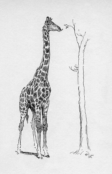 Illustration by Cecil Aldin, The Giraffe