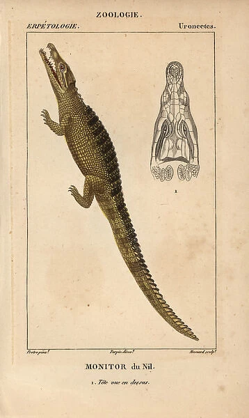 Nile monitor crocodile, Varanus niloticus