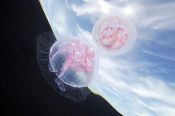 Moon jellyfish C015  /  7674