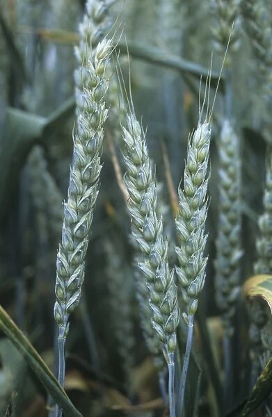 Wheat (Triticum sp. )