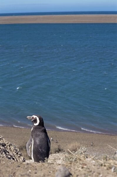 Magellanic penguin (Spheniscus magellani) overlooking beach, . Patagonia, Argentina, South America