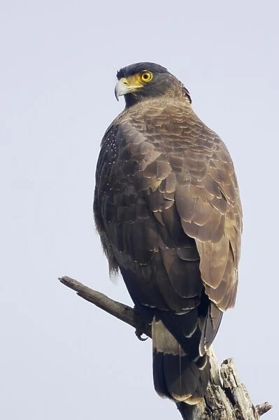 Crested Serpent-eagle (Spilornis cheela) adult, perched on branch, Keoladeo Ghana N. P. (Bharatpur), Rajasthan, India