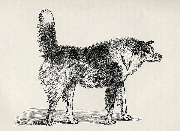 Half bred Shepherd Dog with hostile intentions, from Charles Darwins The