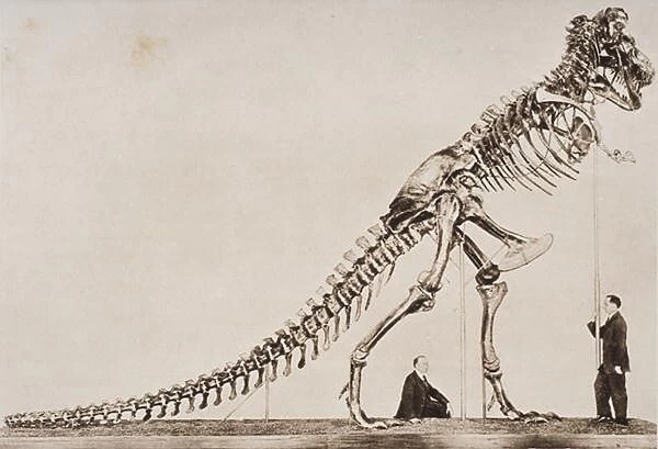 Skeleton of the Tyrannosaurus Rex, in the American Museum of Natural History