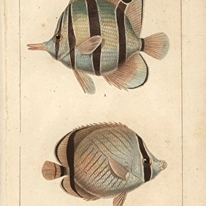 Longnose butterflyfish, Forcipiger longirostris