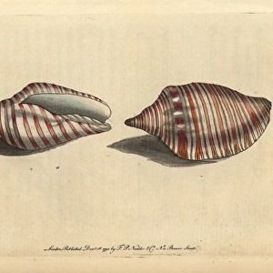 Orange flag shell or orange-striped volute, Voluta arausiaca