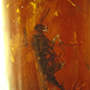 Snipe fly in Baltic amber