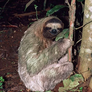 3-toed Sloth - defacating, digs hole & covers with earth