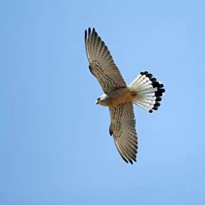 Lesser Kestrel - male in flight, Extremadura, Spain