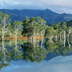 Pacific Islands New Caledonia, Blue River Regional Park Yate Lake (artificial) Niaouli trees in water during wet season. (Has became an invasive pest species in Florida)