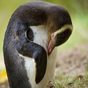Yellow-eyed Penguin adult arranging and cleaning its plumage Otago Peninsula, South Island, New Zealand