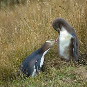 Yellow-eyed Penguin - adult and chick interacting by adult caring for its chick's plumage Otago Peninsula, South Island, New Zealand