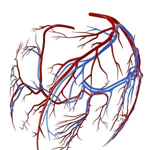 Coronary vessels of the heart