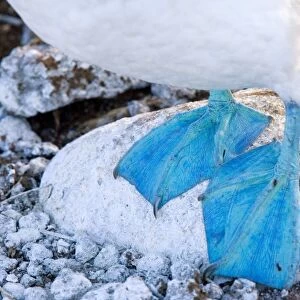 Feet of a blue-footed booby