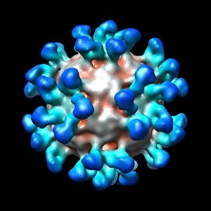 Human rhinovirus with antibodies