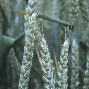 Wheat (Triticum sp. )