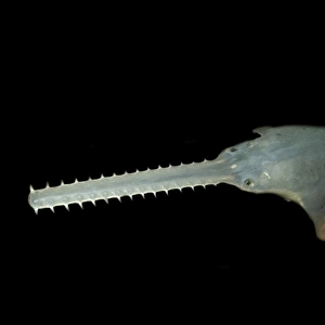 Sawfish, Pristis pectinatus, preserved specimen, Amazon River Basin, Amazonas, Brazil