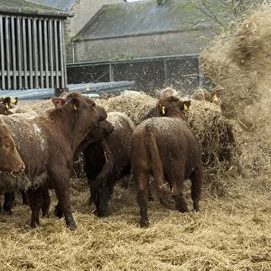 Cattle farming, beef cattle in finishing lot, feeding on chopped straw which has been blown in for bedding