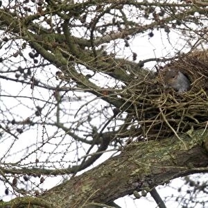 Eastern Grey Squirrel (Sciurus carolinensis) introduced species, adult, emerging from drey in larch tree, Berwickshire