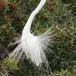 Great Egret (Casmerodius albus) adult, breeding plumage, displaying in tree, Venice Rookery, Florida, U. S. A