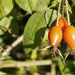 Harsh Downy Rose (Rosa tomentosa) close-up of rosehips, growing in hedgerow, Vicarage Plantation, Mendlesham, Suffolk