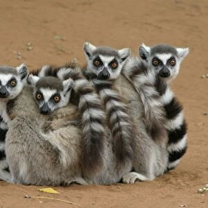 Ring-tailed Lemur (Lemur catta) four adults, sitting on ground, huddled together, Berenty, Madagascar