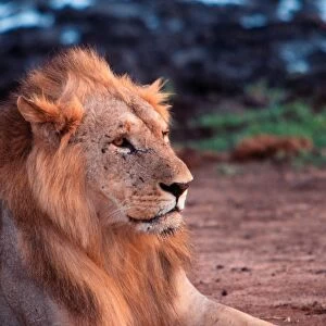 Africa. Kenya. Safari in the Tsavo Park. Lion