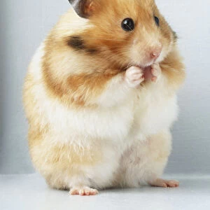 Common Hamster (Cricetus cricetus) sitting on its hind legs eating a peanut, close up