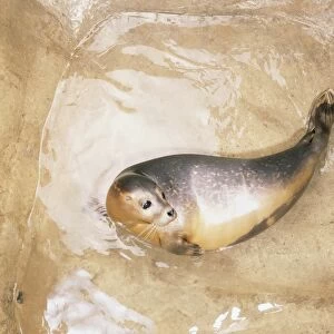 Phoca vitulina, Common Seal or Habour Seal pup in a pool on the shore, view from above