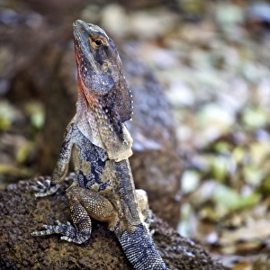 Frilled lizard sitting on a rock