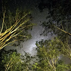 Stand of trees and shadows with Milky Way above