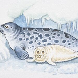 Illustration, blue spotted seal with white pup
