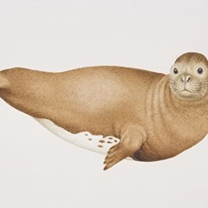 Mediterranean Monk Seal (monachus monachus), side view