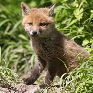 Young fox -Vulpes vulpes-, pup, six weeks, in front of the den, Allgau, Bavaria, Germany
