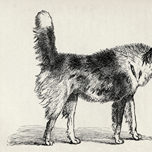 Half bred Shepherd Dog with hostile intentions, from Charles Darwins The
