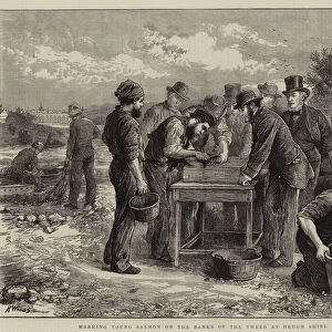 Marking Young Salmon on the Banks of the Tweed at Heugh Shiel (engraving)