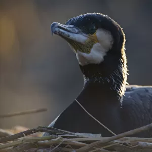 Common / Great cormorant (Phalacrocorax carbo sinensis) on nest, Oosterdijk, Enkhuizen