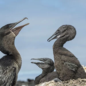 Flightless cormorant (Phalacrocorax harrisi), adult and two chicks. Beagle Crater