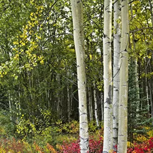 Colorful View Of Aspen Tree Trunks And Fall Foliage On The Kenai Pennensula In Southcentral, Alaska